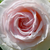 Belo - roza - Vrtnica plezalka - Schwanensee®